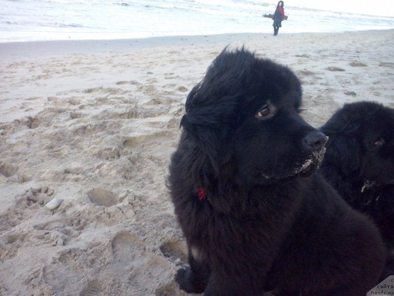 Фото: ньюфаундленд Супер Премиум Бумер, ньюфаундленд Супер Премиум Фри Винд (Super Premium Free Wind)