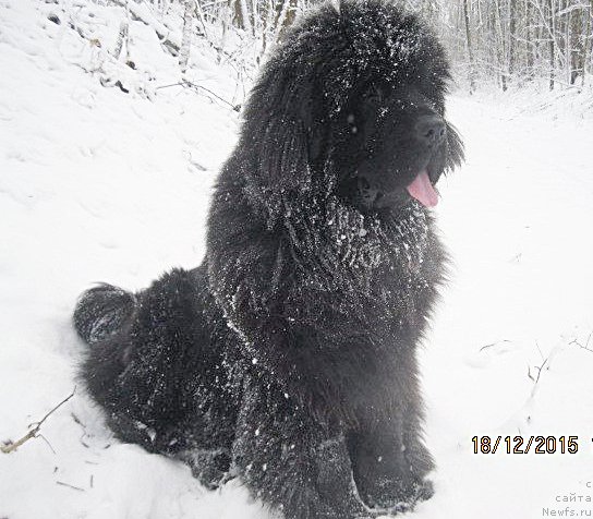 Фотография № 197934