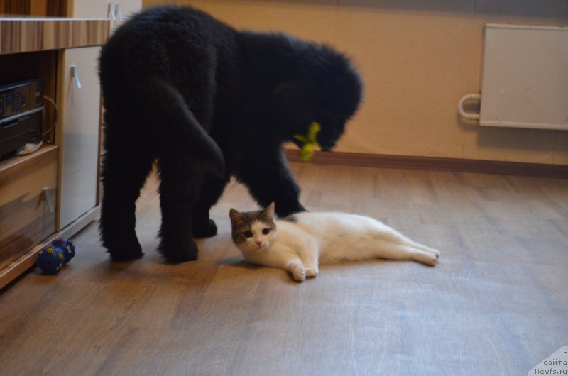 Фото: ньюфаундленд Черный Балу Захар, Кошка:Няша