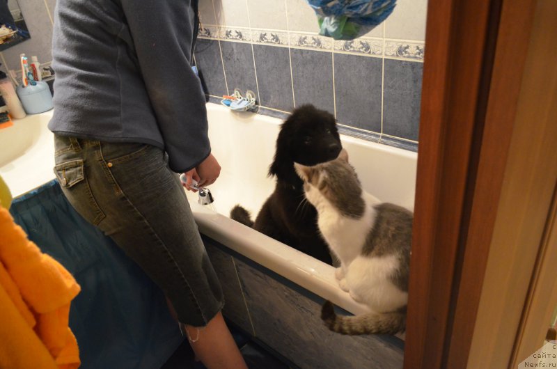 Фото: ньюфаундленд Черный Балу Захар, Кошка:Няша