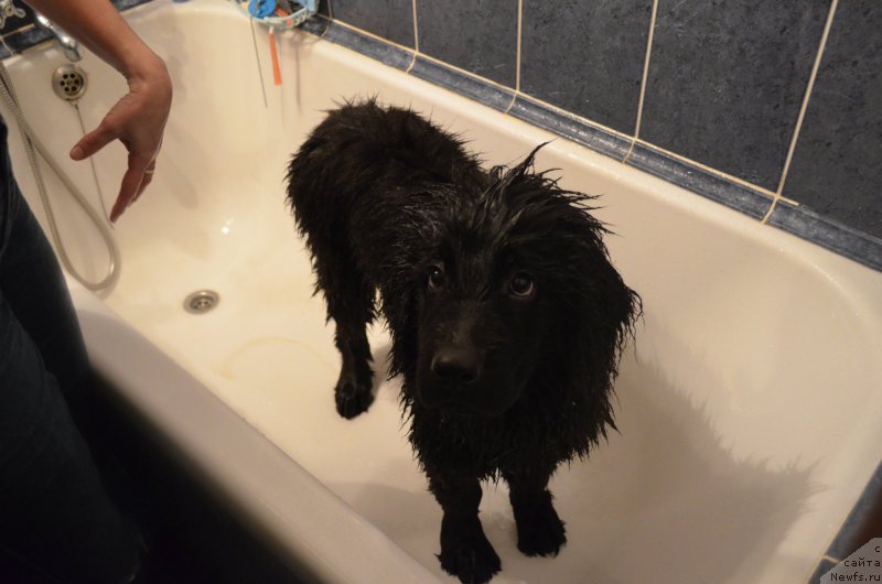 Фото: ньюфаундленд Черный Балу Захар