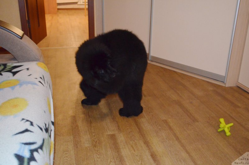 Фото: ньюфаундленд Черный Балу Захар