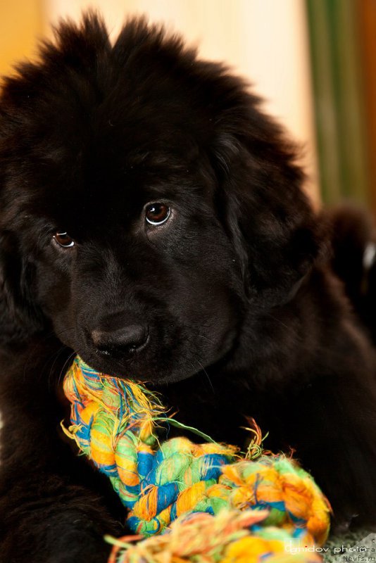 Фото: ньюфаундленд Белкондер-Клаб Бьянка Маруша (Belkonder-Club Bianca Marussia)