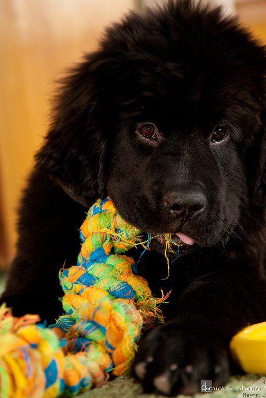 Фото: ньюфаундленд Белкондер-Клаб Бьянка Маруша (Belkonder-Club Bianca Marussia)