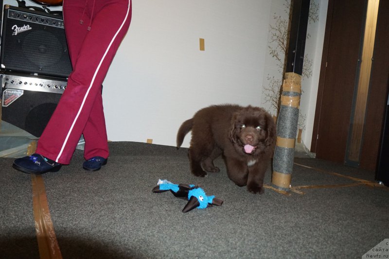 Фото: ньюфаундленд Фанньюф Аквилон (Funnewf Akvilon)