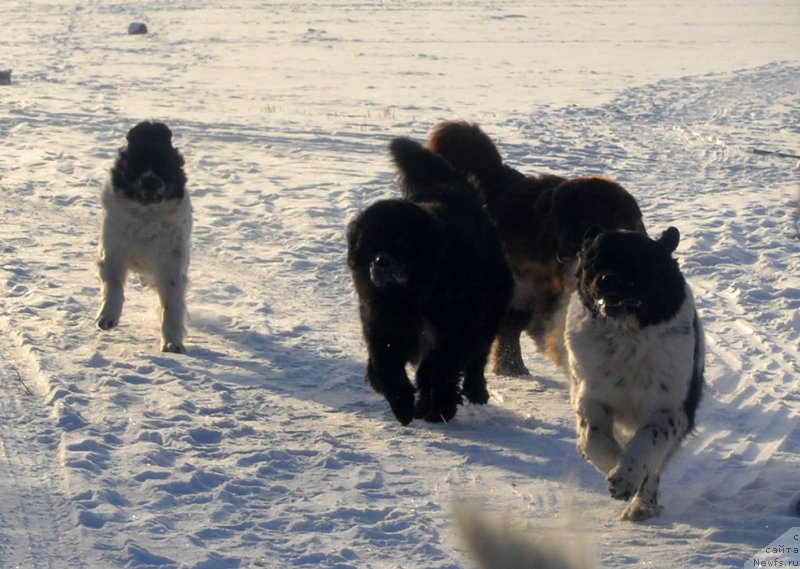 Фотография № 197975