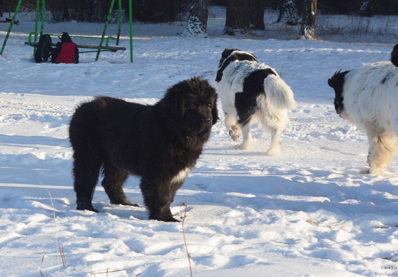Фото: ньюфаундленд Злат Консталекс Ламборджини