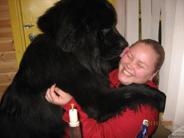 Фото: ньюфаундленд Балустар де Мантальчино