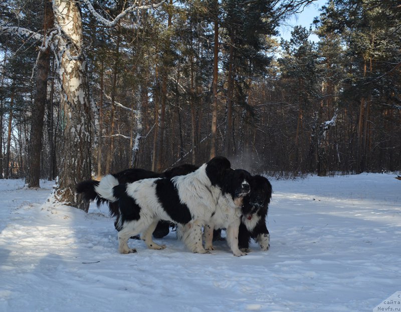 Фотография № 197985