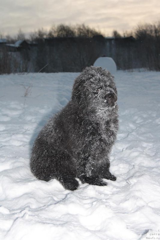 Фото: ньюфаундленд Осенина из Антаграда