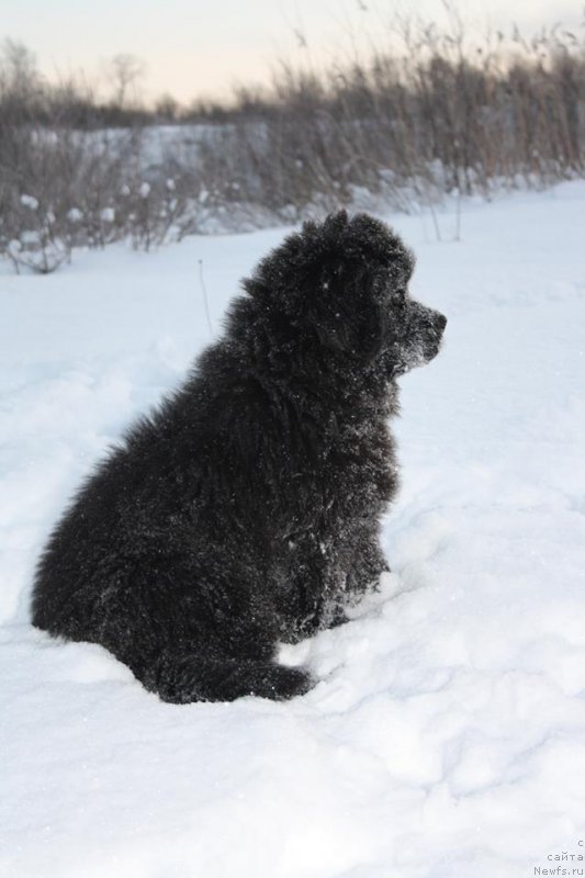 Фото: ньюфаундленд Осенина из Антаграда