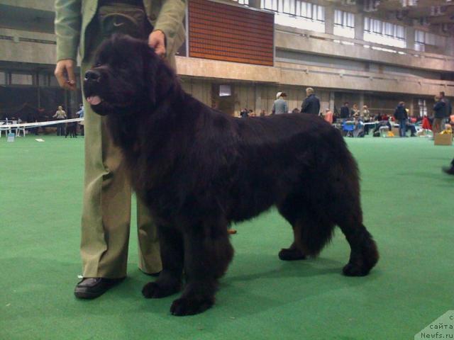 Фото: ньюфаундленд Потап Фелиция (Potap Felicia)