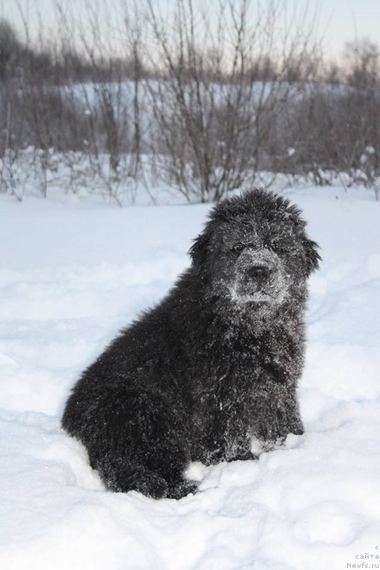 Фото: ньюфаундленд Осенина из Антаграда