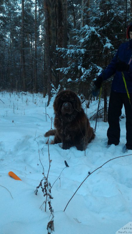 Фото: Юлия Рычкова, ньюфаундленд Ньюфорт Юрай Квин