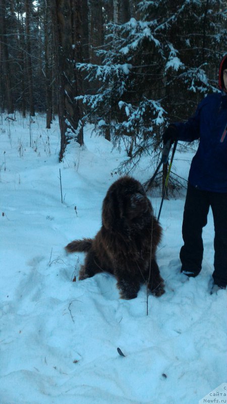 Фото: ньюфаундленд Ньюфорт Юрай Квин