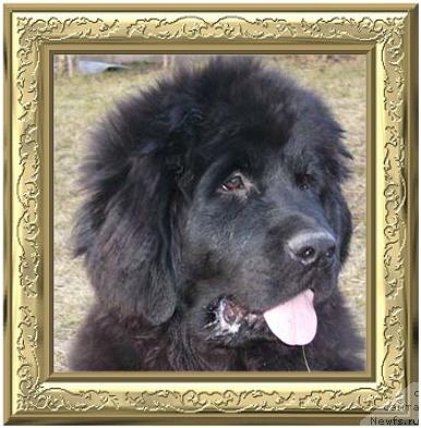 Фото: ньюфаундленд Супер Бизон Анталия