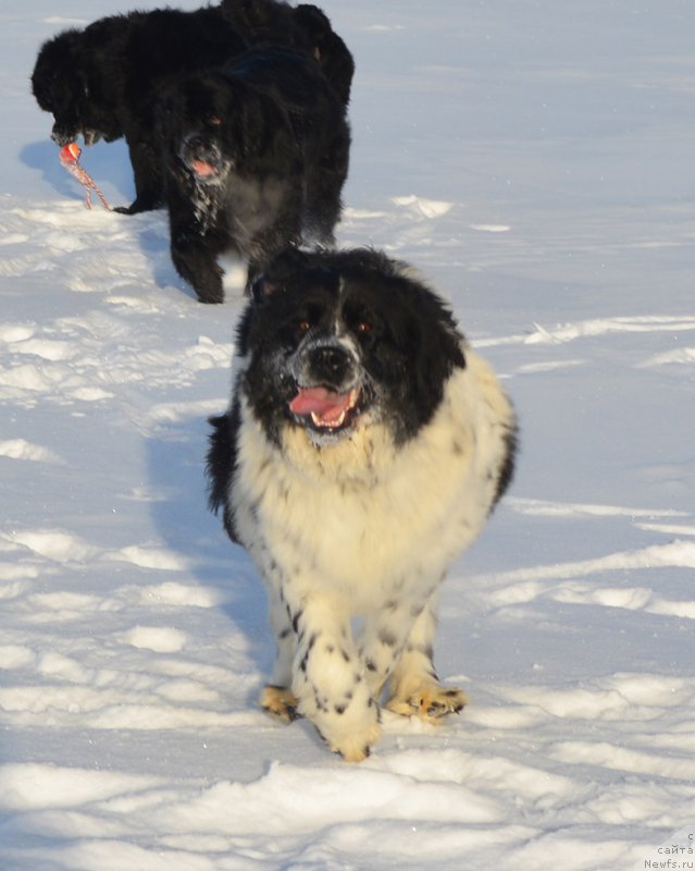 Фото: ньюфаундленд Маг Исполин Ольха
