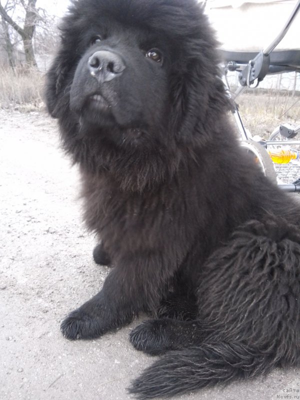 Фото: ньюфаундленд Harley Davidson Super Mishka