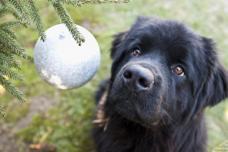 Фотография № 198011