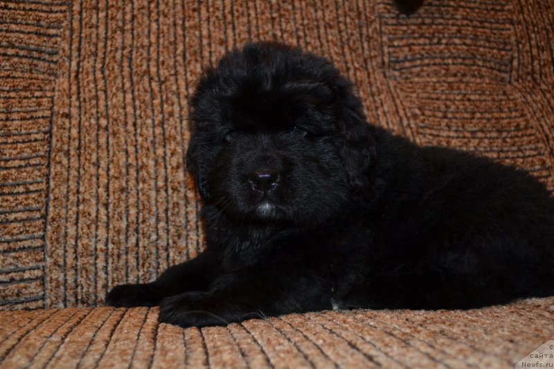 Фото: ньюфаундленд Талисман Моря Мишель