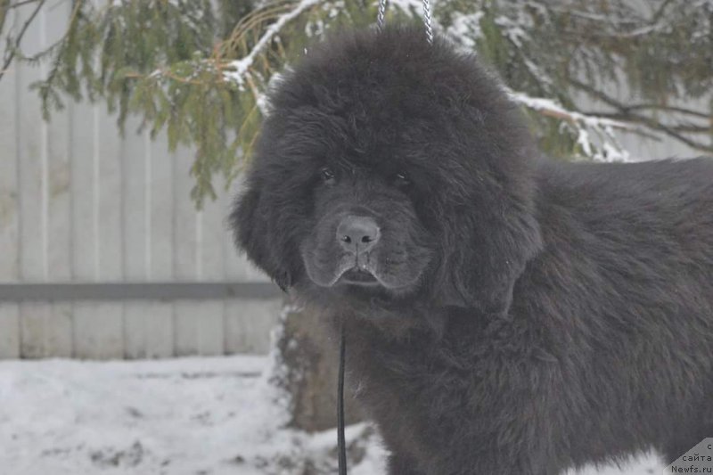 Фото: ньюфаундленд О Кей из Антаграда