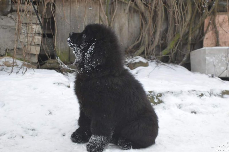 Фото: ньюфаундленд О Кей из Антаграда