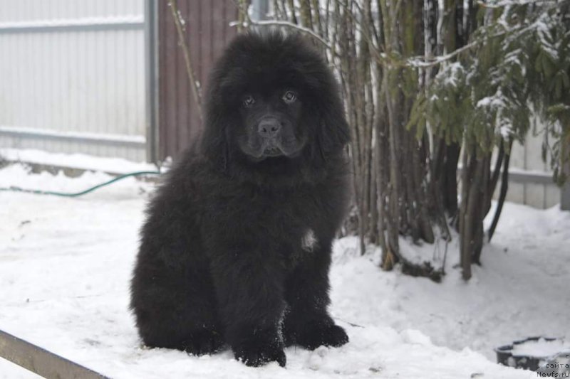 Фотография № 198024