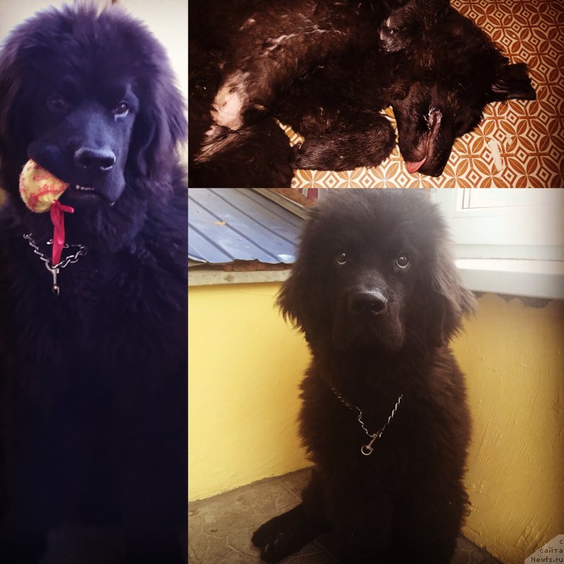 Фото: ньюфаундленд Черный Балу Жерар