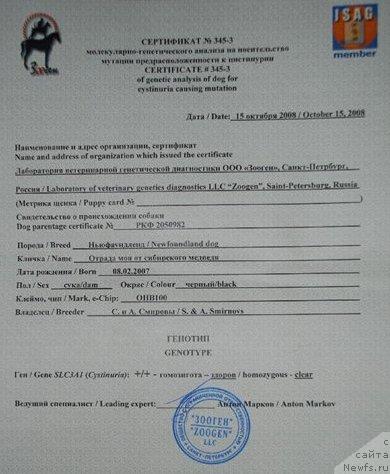 Фото: ньюфаундленд Отрада Моя от Сибирского Медведя