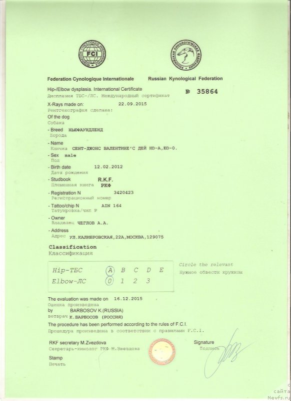 Фото: ньюфаундленд Сент Джонс Валентине'с Дей (Sent Djons Valentine’s Day)