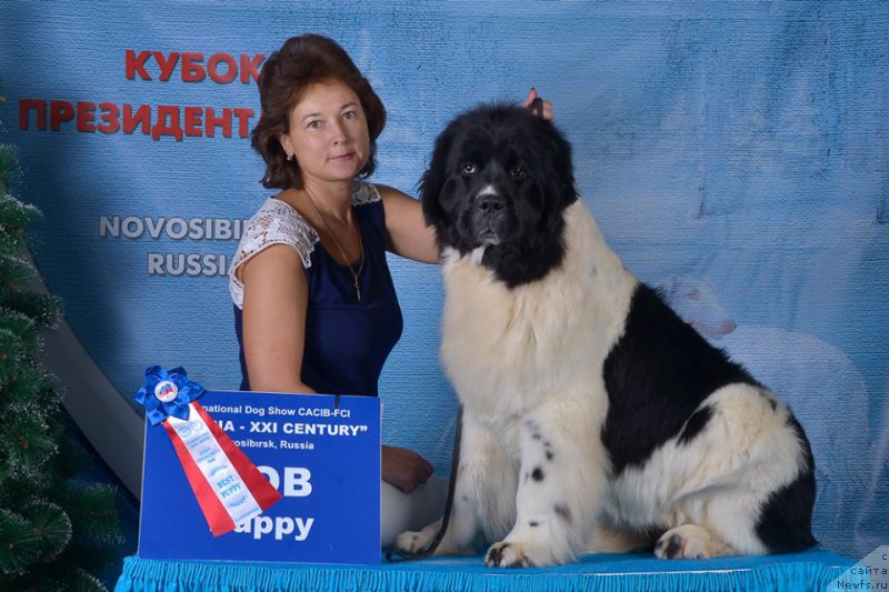 Фото: ньюфаундленд Kiss Princess Dreamblack, Елена Захарова