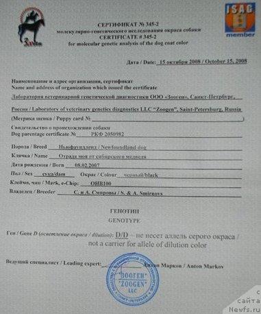 Фото: ньюфаундленд Отрада Моя от Сибирского Медведя