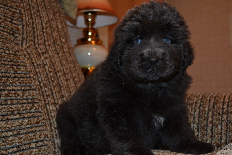 Фото: ньюфаундленд Талисман Моря Мишель