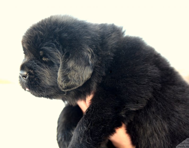 Фото: ньюфаундленд Mukwa Seabrook Nightflight For Sent Djons