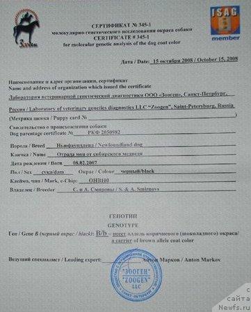 Фото: ньюфаундленд Отрада Моя от Сибирского Медведя