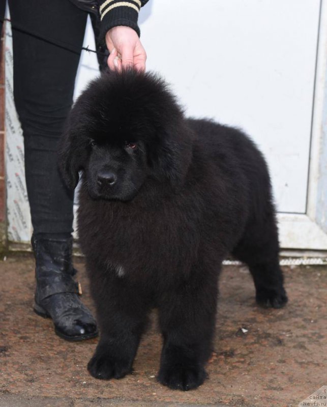 Фото: ньюфаундленд Анджело Орсо Церера (Angelo Orso Cerera)