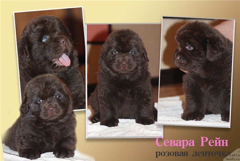 Фото: ньюфаундленд Браунблад МСК Севара Рейн