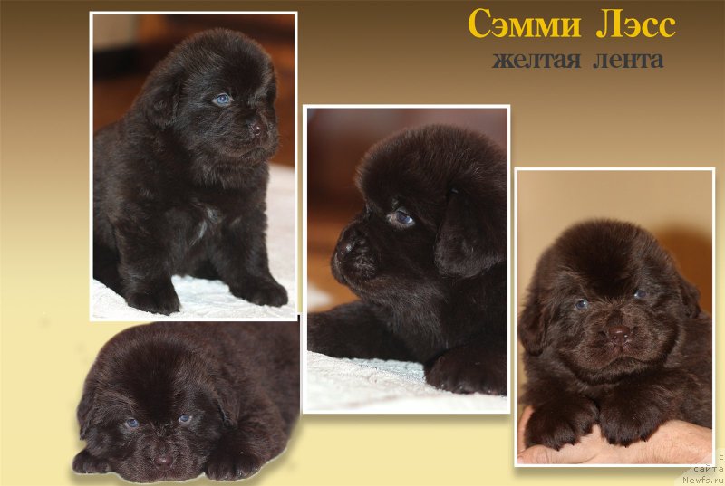 Фото: ньюфаундленд Браунблад МСК Сэмми Лесс