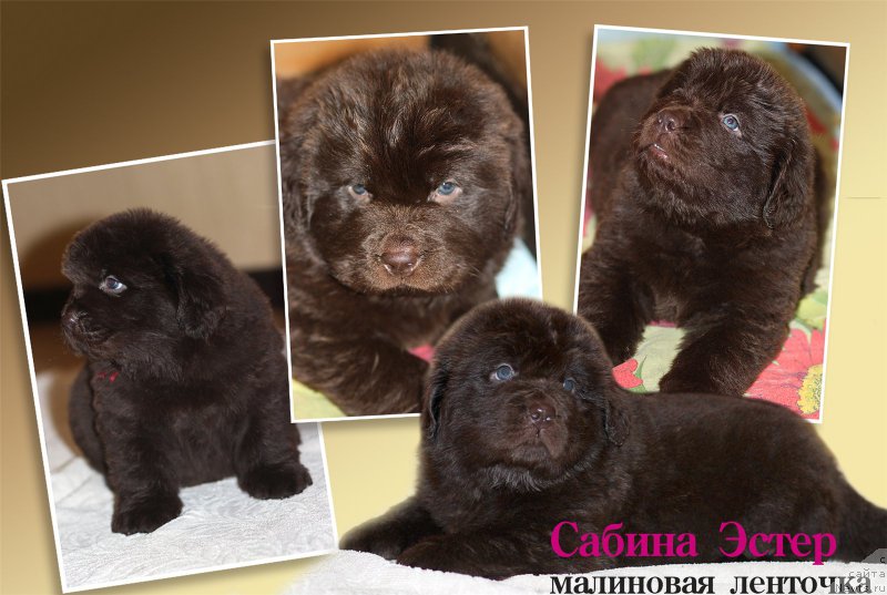 Фото: ньюфаундленд Браунблад МСК Сабина Эстер (Brownblood MSK Sabina Ester)