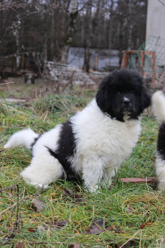 Фото: ньюфаундленд Callistos Blitzen