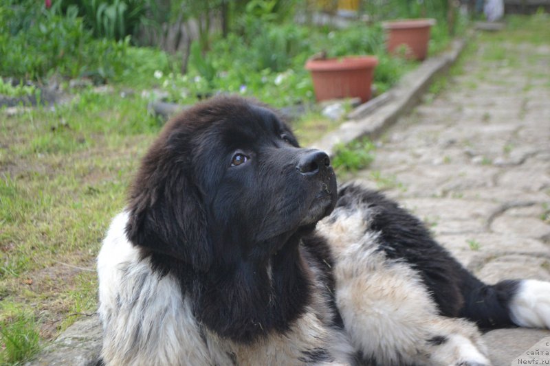 Фото: ньюфаундленд Сент Джонс Прима де Феролли