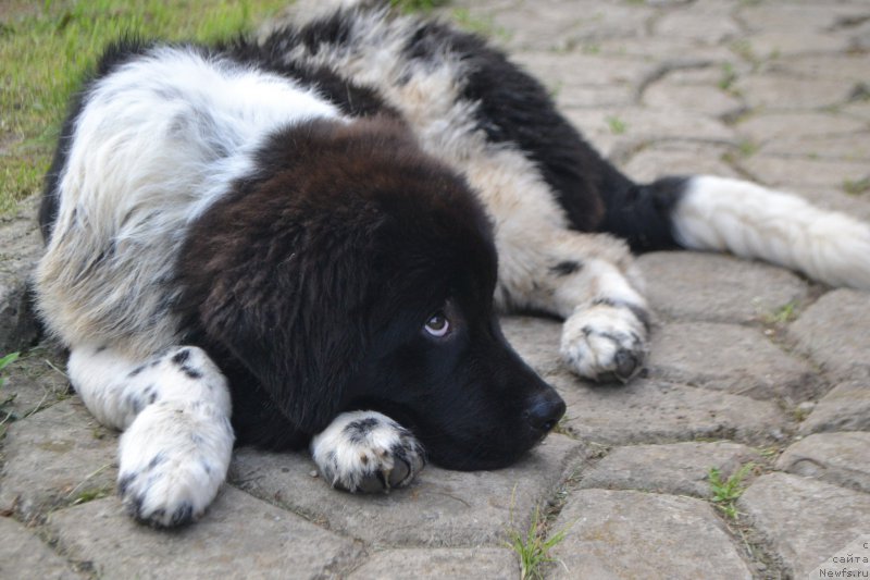 Фото: ньюфаундленд Сент Джонс Прима де Феролли