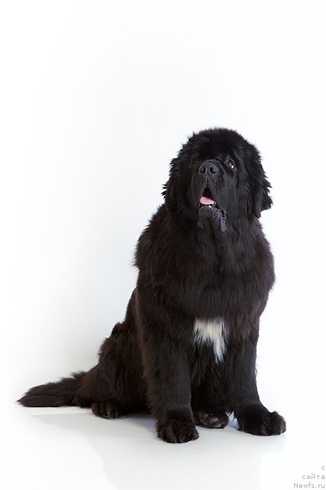 Фото: ньюфаундленд Русалочка из Племени Кедра (Rusalochka iz Plemeni Kedra)