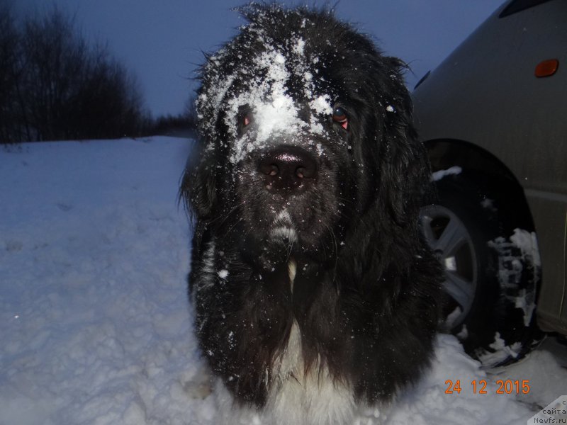 Фото: ньюфаундленд Фиаметтахауз Претти Дрим