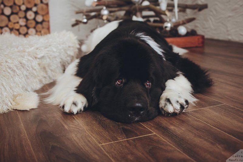 Фотография № 198130