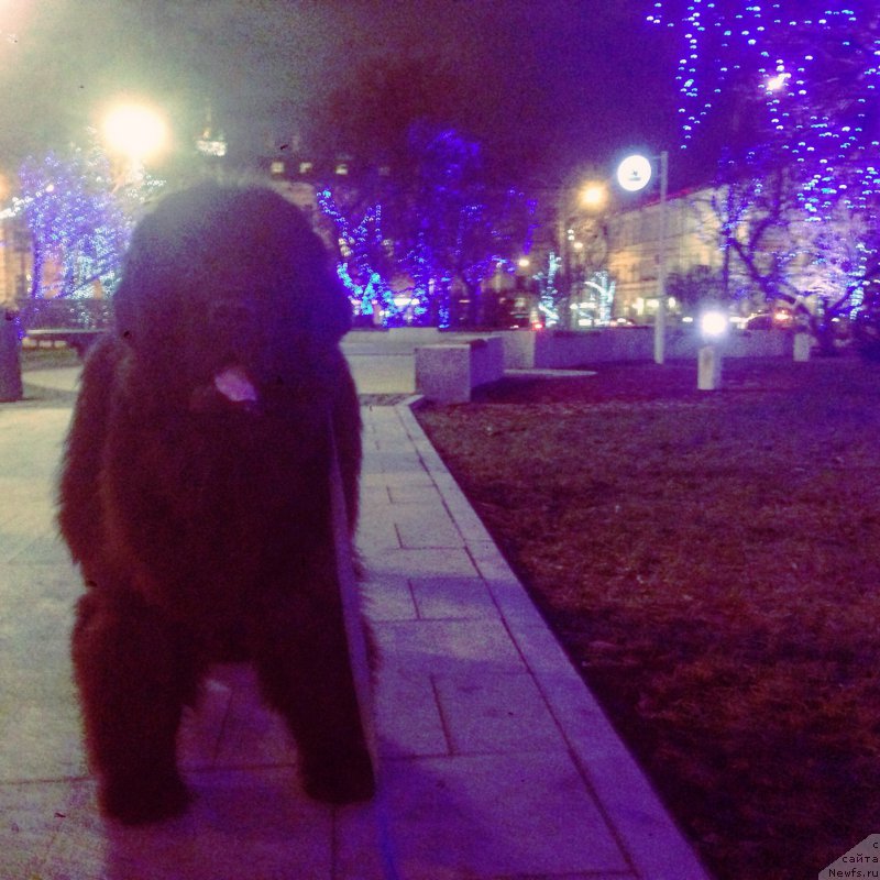 Фото: ньюфаундленд Их Высочество Бишоп Карл (Ih Visochestvo Bishop Karl)