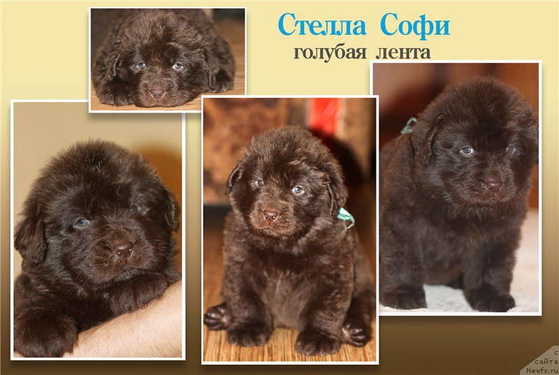 Фото: ньюфаундленд Браунблад МСК Стелла Софи