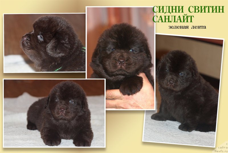 Фото: ньюфаундленд Браунблад МСК Сидни Свитин Санлайт