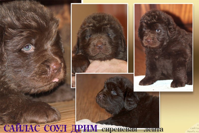 Фото: ньюфаундленд Браунблад МСК Сайлас Соул Дрим