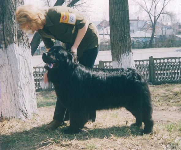 Фото: ньюфаундленд Дивная Ночь из Тихого Омута